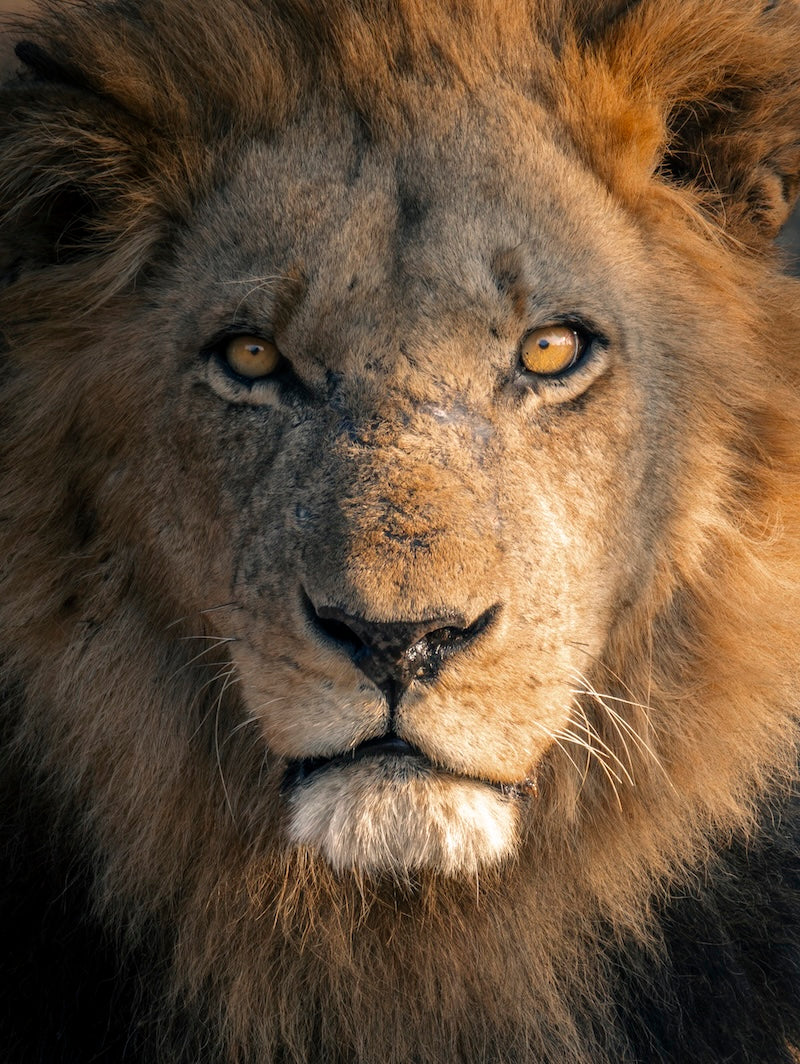 Mannetjesleeuw in Kafue National Park, Zambia. Fine Art wildlife portret voor aan de muur. Gemaakt door Julia Eilert