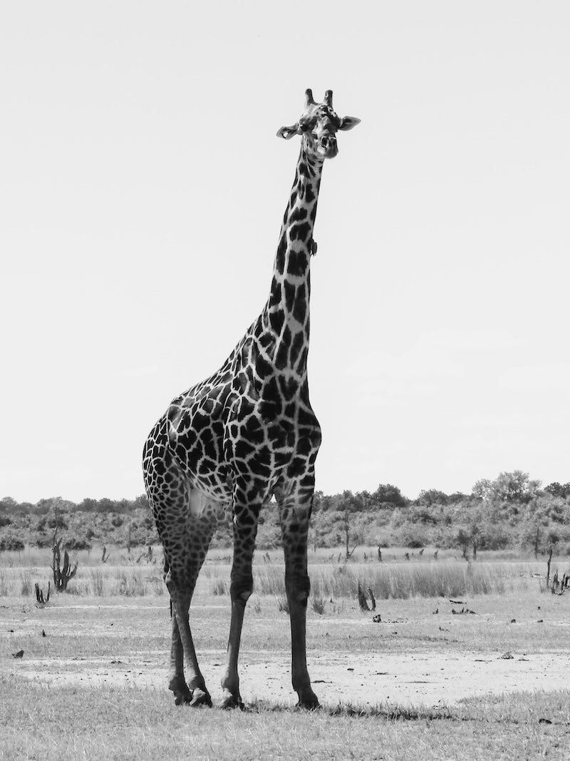 Giraffe in South Luangwa National Park, Zambia. Zwart-wit Fine Art safari foto aan de muur, gemaakt door Julia Eilert 
