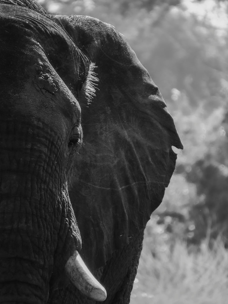 Olifant zwart-wit portret voor aan de muur. Fine Art kunst gemaakt door Julia Eilert Photography, in Zambia