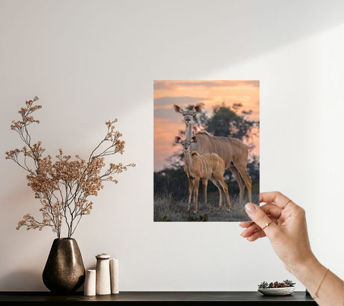 Safari wanddecoratie kudu antilope op acrylglas, bestel een proefdruk - Julia Eilert