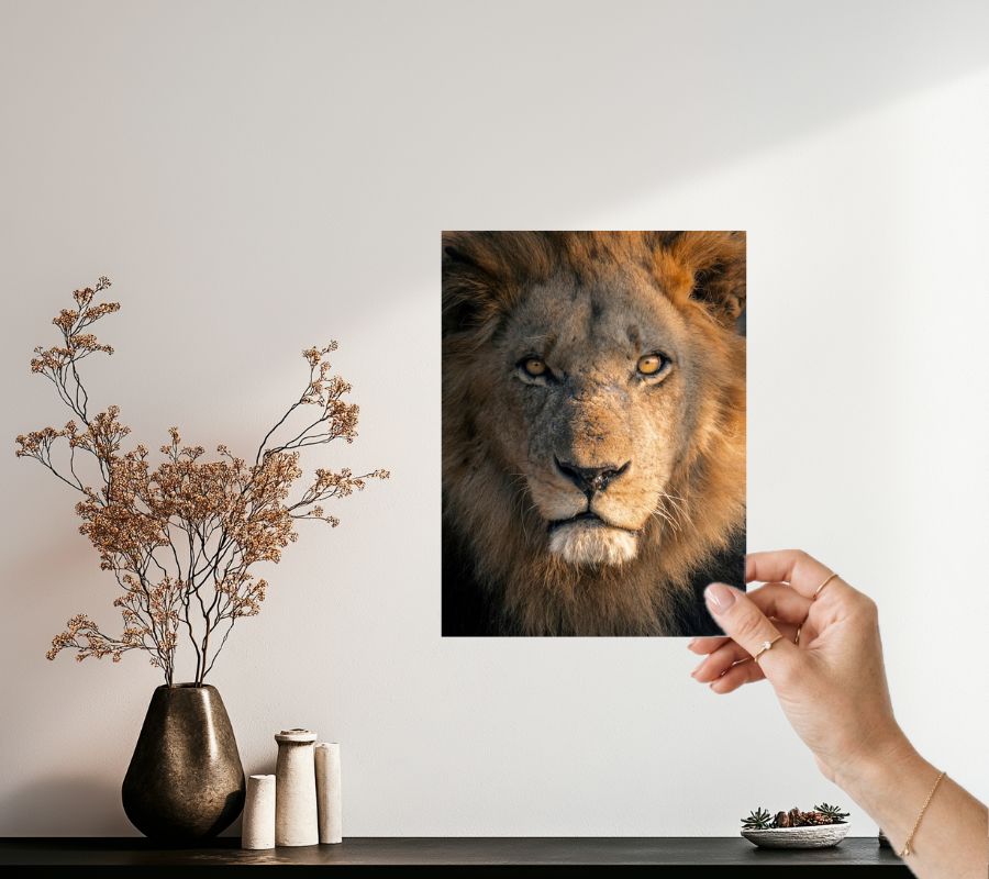 Safari wanddecoratie leeuw op acrylglas, bestel een proefdruk - Julia Eilert