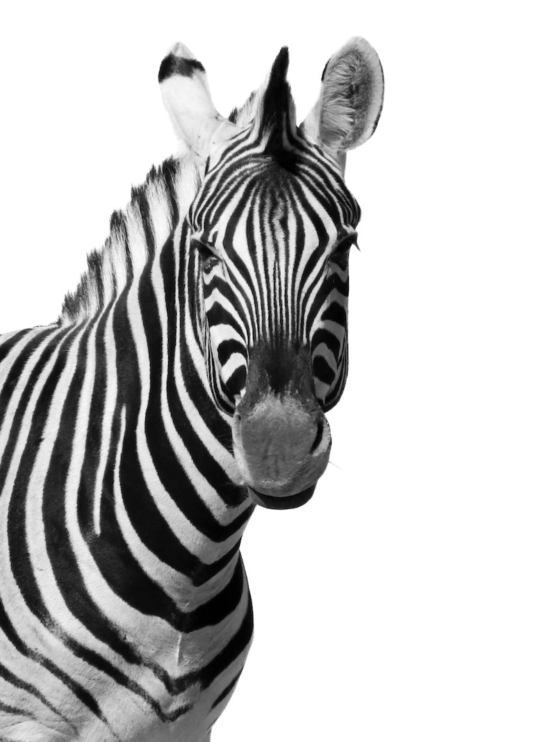 Zebra in Etosha National Park, Namibië. Fine Art wildlife portret aan de muur. Gemaakt door Julia Eilert 
